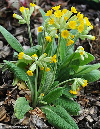 Primevère-officinalis