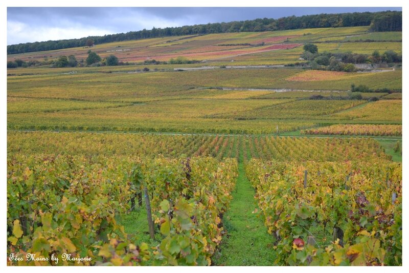 Couleurs d'automne Vignes12