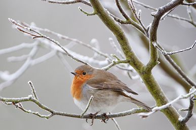 image5_L[1]Kin CORNING Robin in Frost