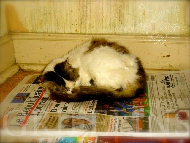 Petit chat famélique