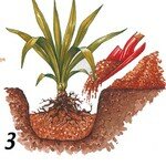 Yucca_replanter