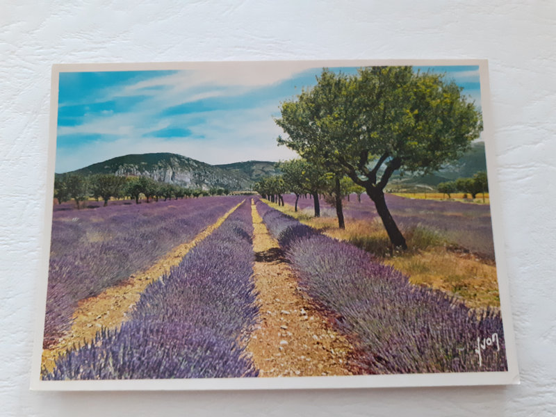 00 900 Provence - champ de lavande - écrite 1993