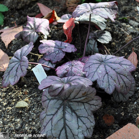 Heuchera_x_Sugar_Plum