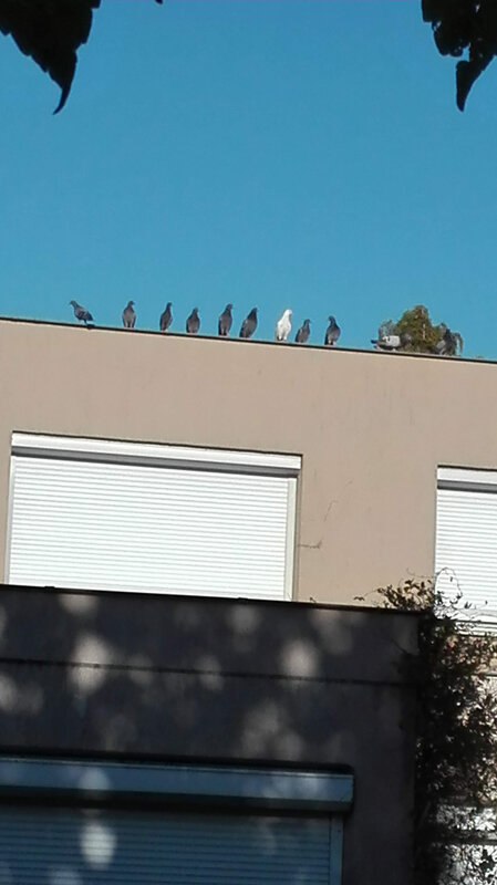 2020 07 30 les pigeons