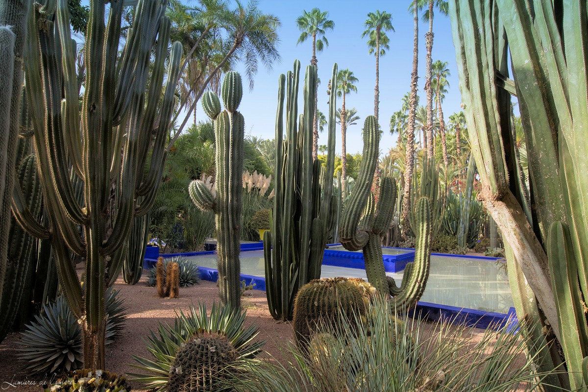 w_Majorelle_Cactus_20170929_6490