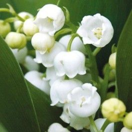 un_brin_de_muguet_rubrique_article_une