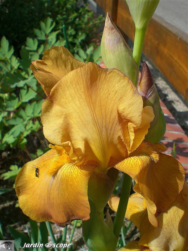 Iris Caramel