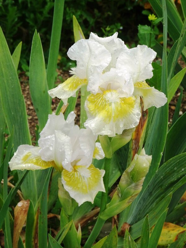 iris lunar frost