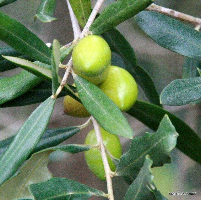Olives vertes 