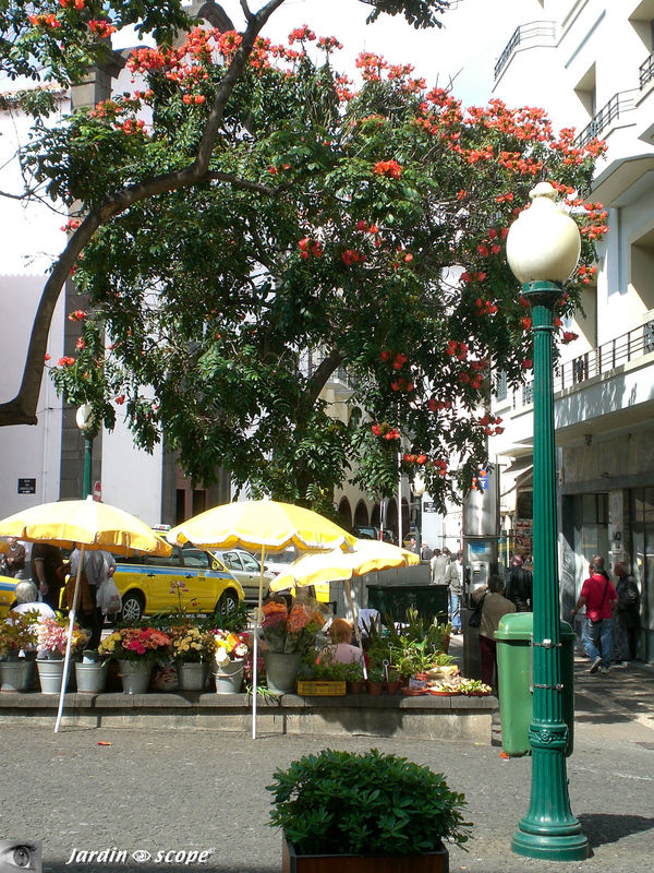 8752-Tulipier-du-Gabon
