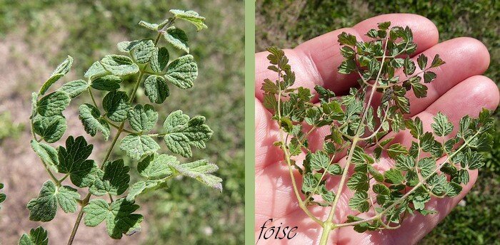 feuilles bi-quadripennatiséquées à folioles de 3-7 mm arrondies