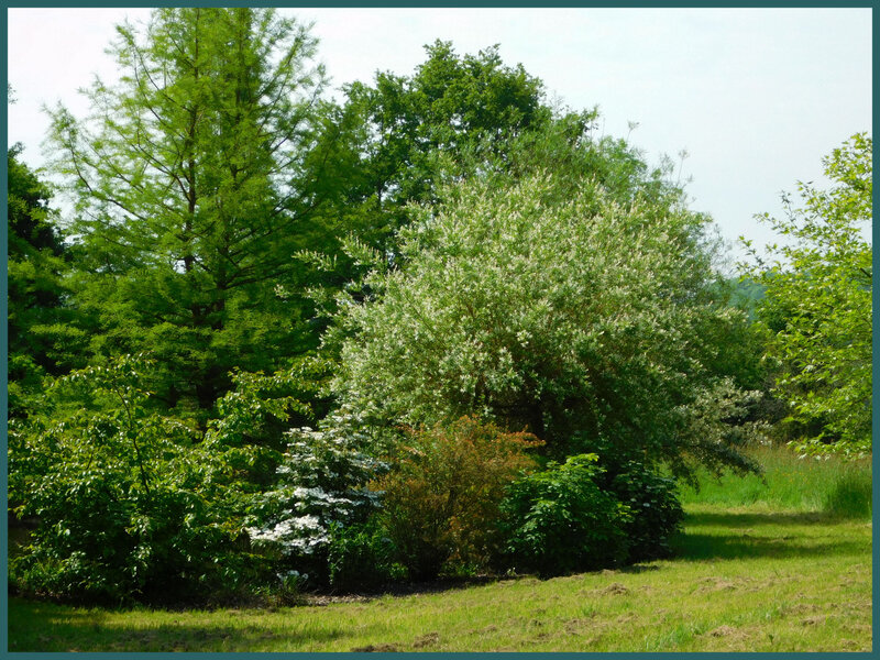 Le jardin du Bois du Puits11