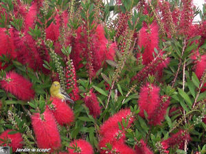 8901_Callistemon_et_serinus