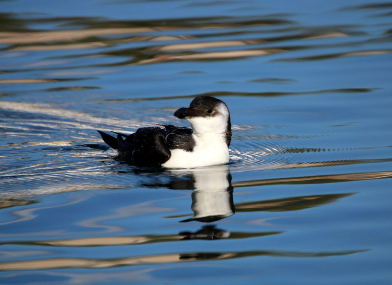 Pingouin torda imm Ajaccio Nov2022 (Christian)