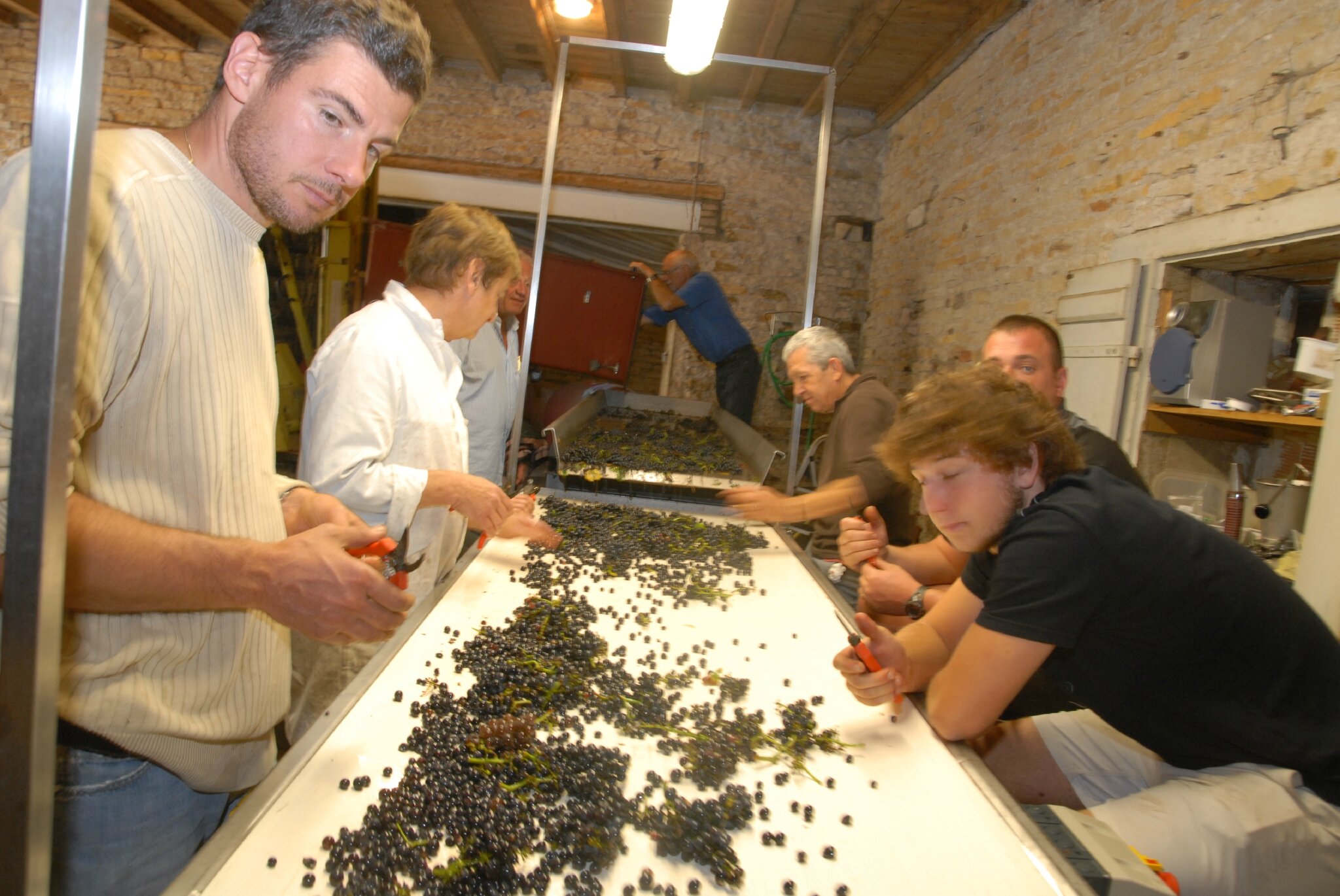 Les vieilles vignes du Clos des Argillères ont encore donné des superbes raisins cette année: les bras croisés devant la table de tri.