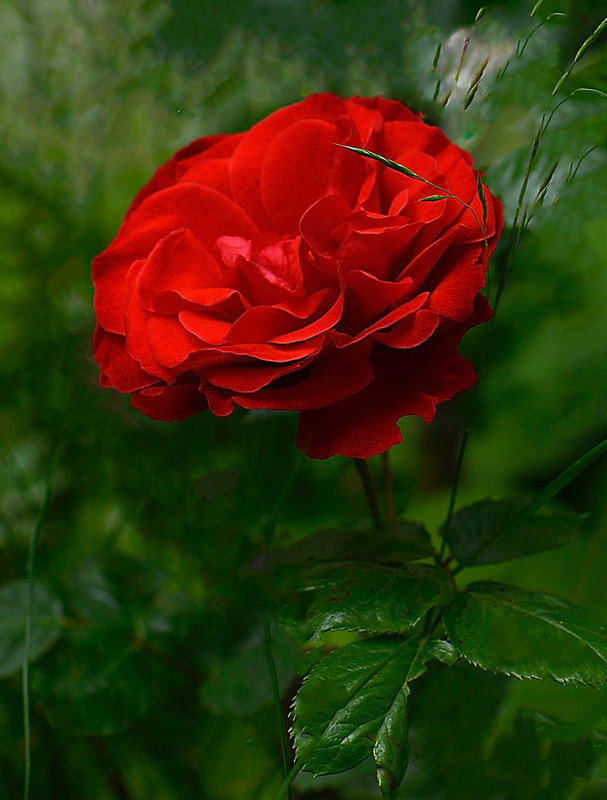 Rose rouge 3 bis 03-08-18