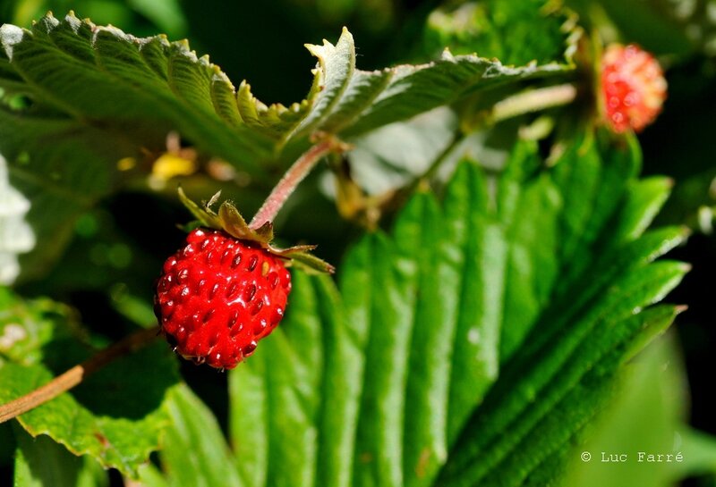 Nivolet_42 fraise a