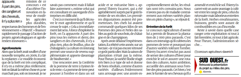 2019 10 06 SO Les pins donnent la patate2