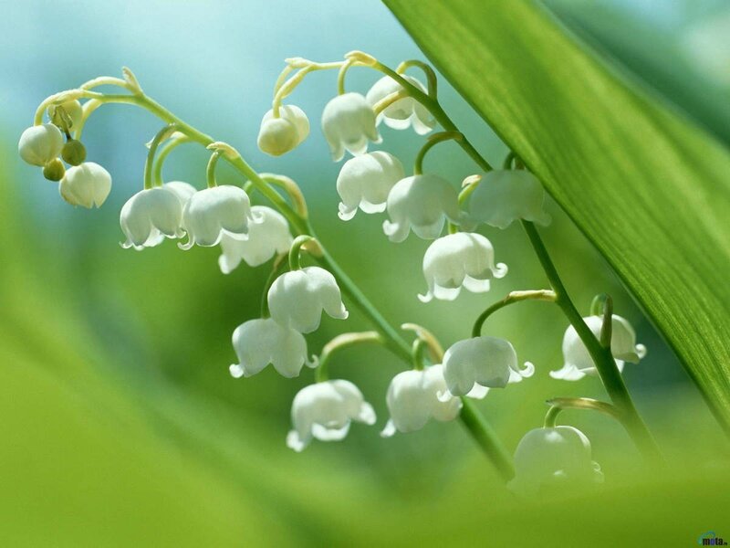 muguet