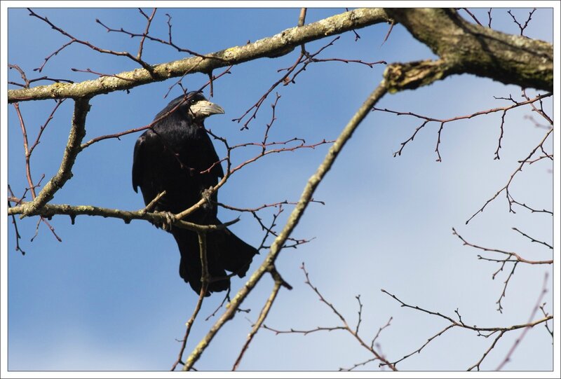 ville corbeau freux branche 1 260214 regard