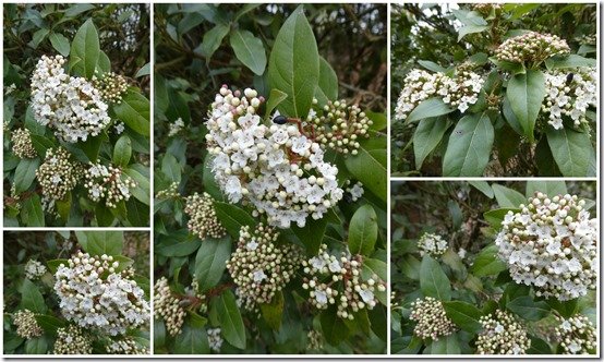 Bouquet Laurier-Tin