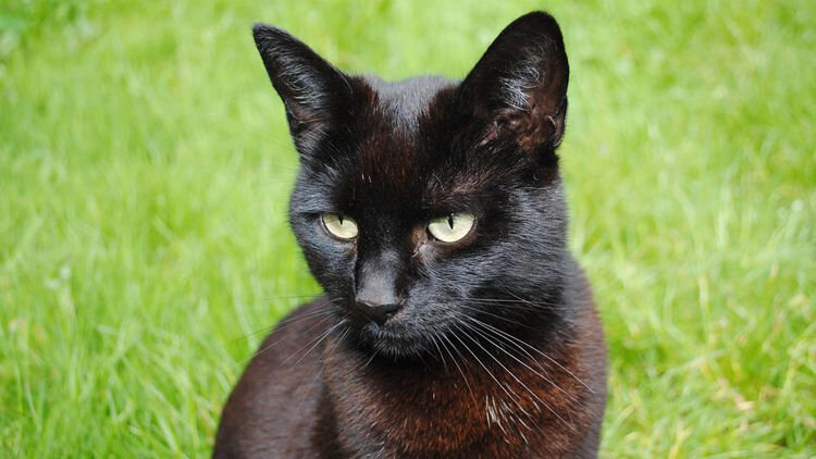 chat-noir