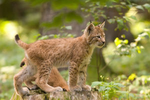Lynx_cub_poing