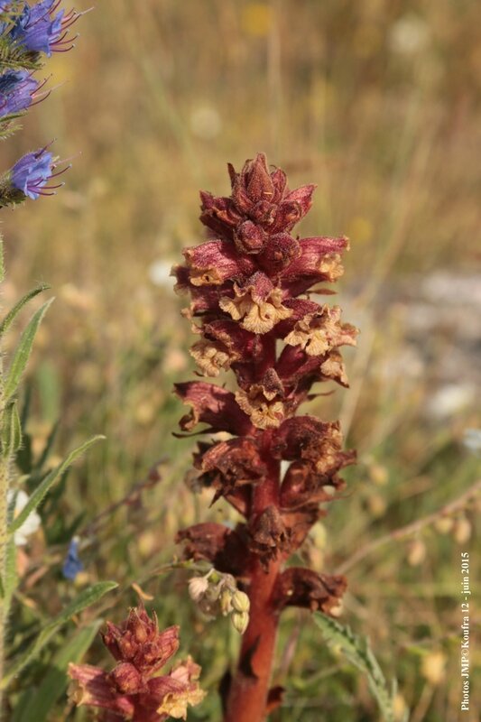 Photos JMP©Koufra 12 - Le Mas - blog - 2015-06-03- 00034