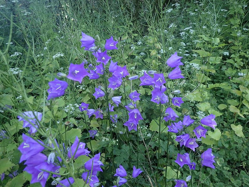 17 campanule