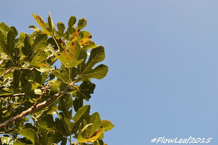 151017_1_FlowLeaf2015