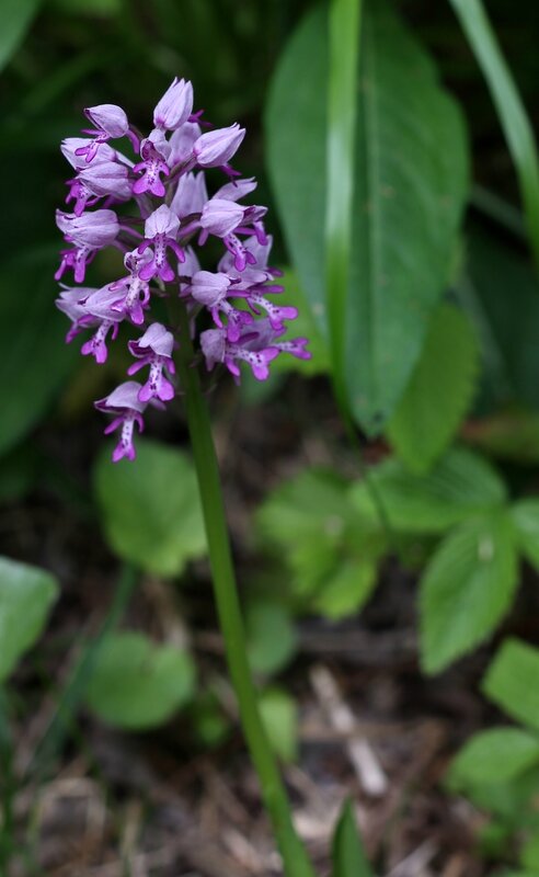orchis militaire 3