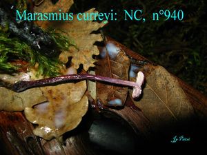 marasmius curreyi n°940