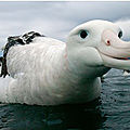 L’albatros