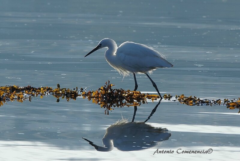 Aigrette