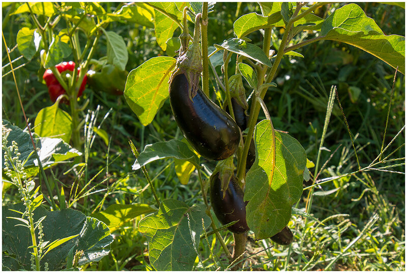 aubergines