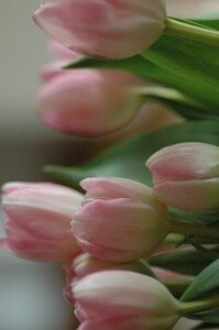 tulipe1mini