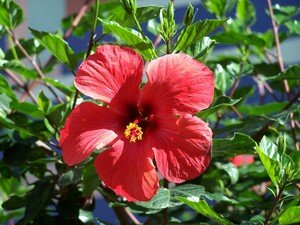 Clin_d_oeil_fleur_d_hibiscus