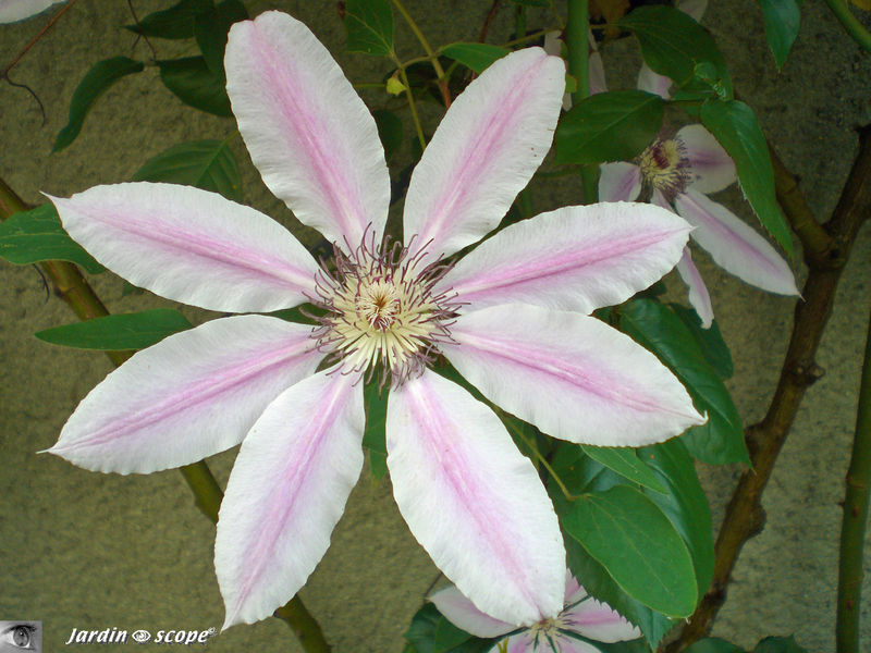 Clematis-Nelly-Moser