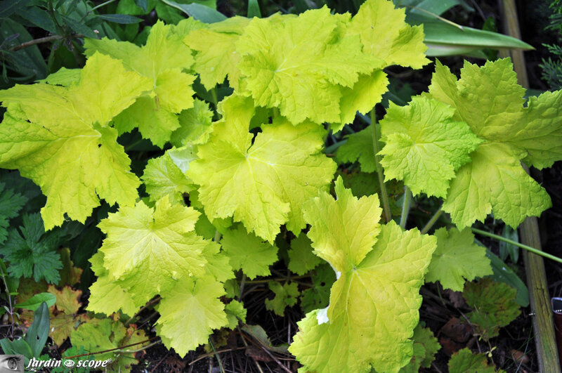 Heuchera x villosa Citronella
