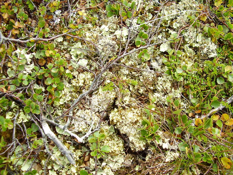 10-08-08 Grotfjord (13)