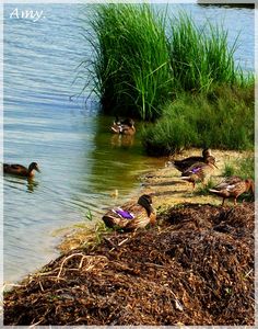 Ducks__Nantes___Saint_Aignan_de_Grand_Lieu__July_2009__5_