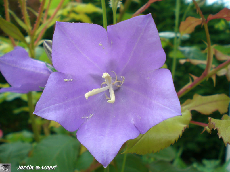 Campanule bleue