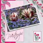 Tulipes_03