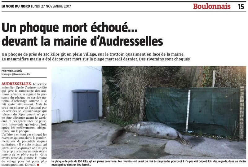 phoque mort à la mairie