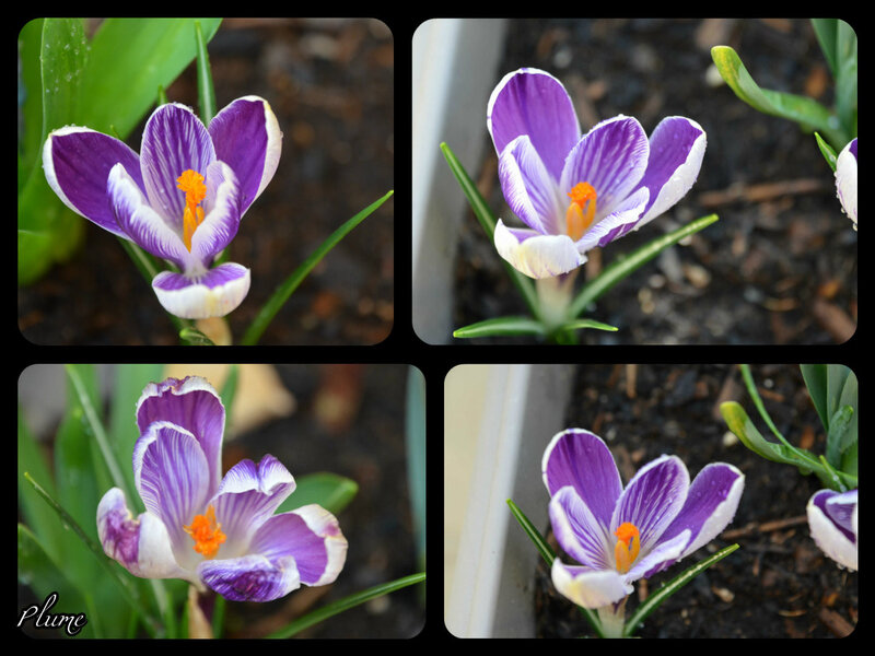 crocus