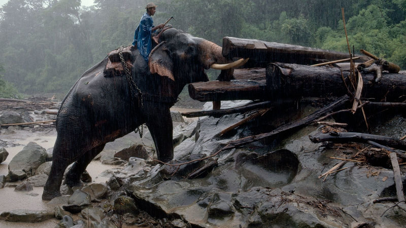 teak-logging-elephants-499751