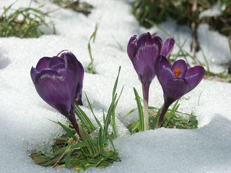 crocus