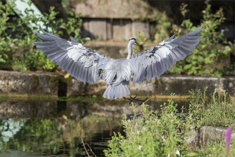Oiseau héron pêche matin 120819 ym 8 envol