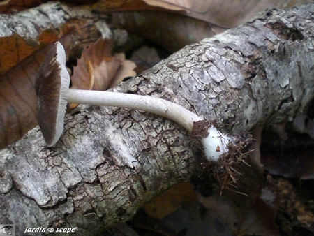 Pluteus_cervinus