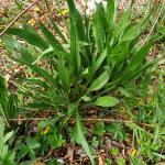 PLANTAIN LANCEOLE